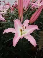 [5220 Okura TL VZ No01.JPG]